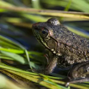 rana clamitans melanota Lithobates clamitans main image 0