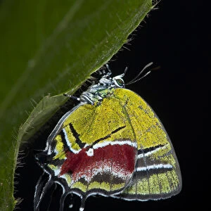 Green Hairstreak Butterfly (Lycaeninae), Yasuni National Park, Amazon Rainforest, ECUADOR