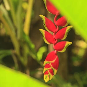 Hanging Heliconia. Hawaiian Tropical Botanical Gardens, near Hilo, Big Island, Hawaii