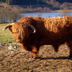 Highland Cattle