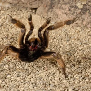 Horned Baboon Spider Ceratogyrus brachycephalus Native to Southern Africa