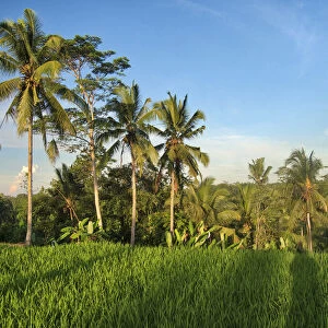 Indonesia, Bali, Ubud. Rice fields and palm trees