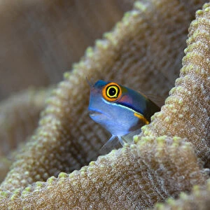 Indonesia, Raja Ampat. A blenny fish pokes its head out of a coral