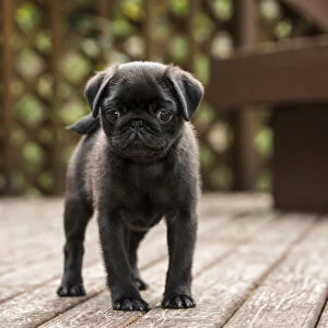Issaquah, Washington State, USA. Ten week old black Pug puppy exploring outside on a wooden deck