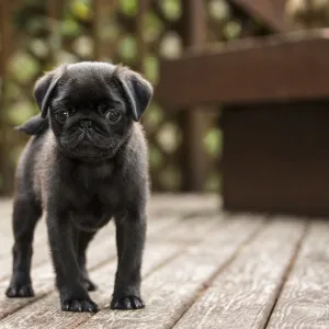 Issaquah, Washington State, USA. Ten week old black Pug puppy exploring outside on a wooden deck