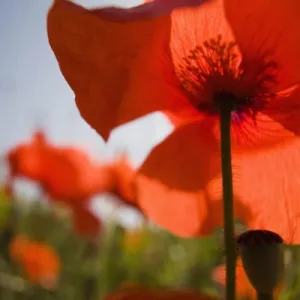 Italy, Tuscany, Summer Poppies in Tuscany Widw Angle View