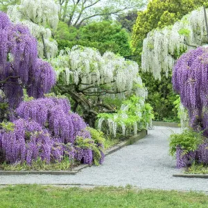 Framed Print of Japanese Wisteria Print, Longwood Gardens
