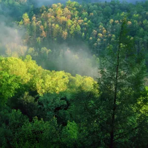 KENTUCKY. USA. Fog at sunrise, Red River Gorge. Daniel Boone National Forest