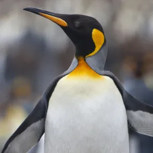 King Penguins, South Georgia Island