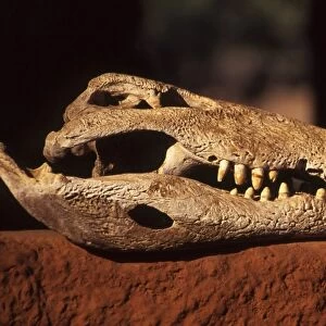 Kwaza Village, Zambia, Africa. Crocodile skull, Luwanga River