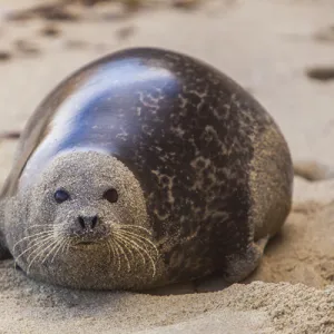 La Jolla Cove, San Diego - Harbor Seal on the Beach