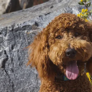 Labradoodle in a desert garden