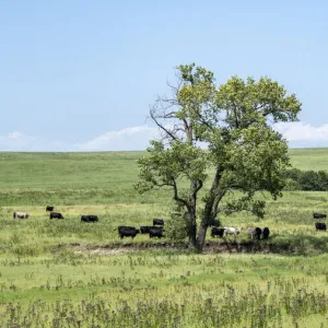 Large cottonwood tree in the Flint Hills of Kansas