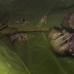 Phyllostomidae Collection: Large Fruit-eating Bat