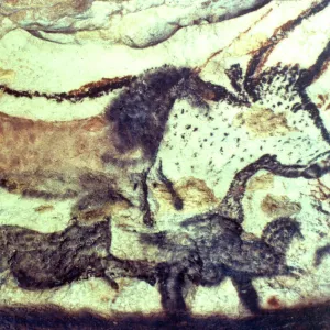 Lascaux cave painting. Bulls & horses. Copyright: aA Collection Ltd