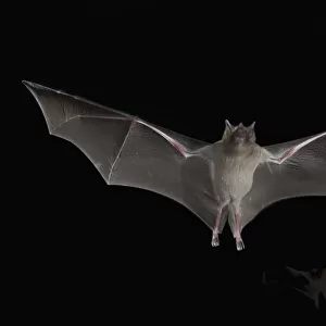 Phyllostomidae Collection: Lesser Long-nosed Bat