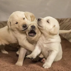 Litter of one month old Yellow Labrador puppies playing. (PR)