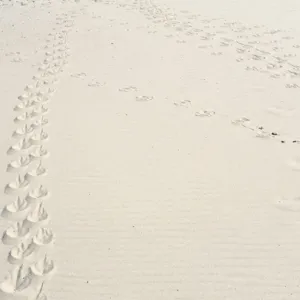 Magellanic penguin (Spheniscus magellanicus) tracks in sand