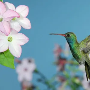 Hummingbirds Collection: Broad Billed Hummingbird