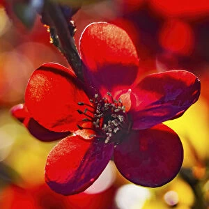 Maroon Atsuya Hamada Quince flowering, Bellevue, Washington State