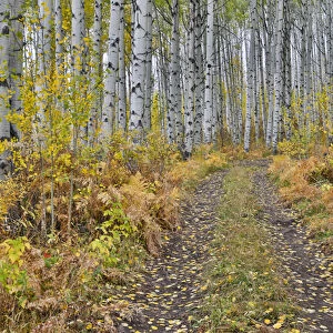 McClure Pass, Colorado with trail in grove of aspen trees