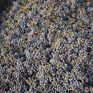 Merlot Grapes, Harvest, Rattlesnake Hills Wine Trail, Yakima Valley, Eastern Washington State