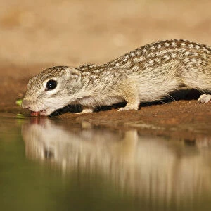 Mexican Ground Squirrel (Spermophilus mexicanus) drinking at a pond in south Texas