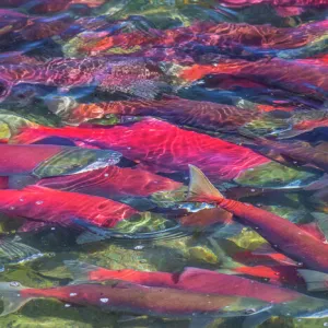 Migrating sockeye salmon, Katmai National Park, Alaska, USA