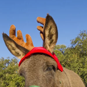 Miniature donkey impersonating a reindeer