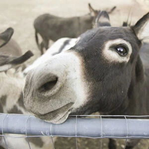 Miniature donkeys on a ranch in Northern California, United States