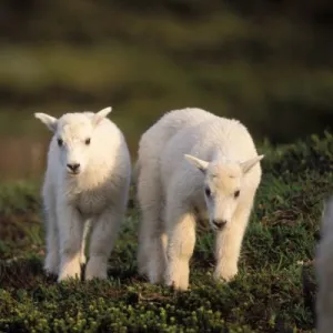 mountain goat