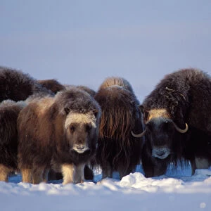 muskox, Ovibos moschatus, group on the central Arctic coastal plain, North Slope