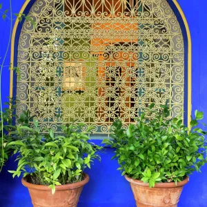 North Africa, Morocco, Marrakech, Jacques Majorelle Botanical Gardens. 12 acres, designed in the 1920s