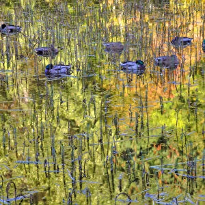 North America, Canada, BC, Victoria, Mallard Ducks Sleeping on Pond