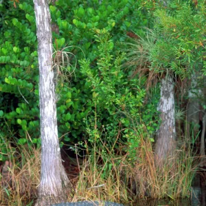 USA Heritage Sites Mouse Mat Collection: Everglades National Park