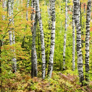 North America, USA, Michigan, Upper Peninsula. Birch (Betula sp) trunk and maple leaves