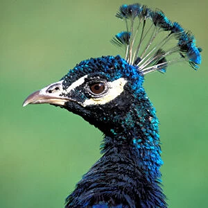 North America; USA; Washington Peacock Portrait