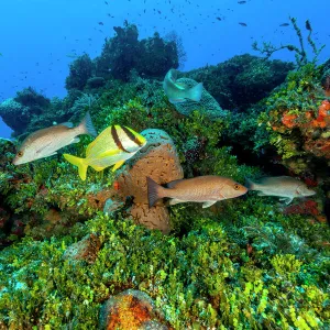 Northern Bahamas, Caribbean. Fish and coral