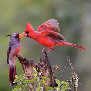 Cardinals And Grosbeaks Fine Art Print Collection: Pyrrhuloxia