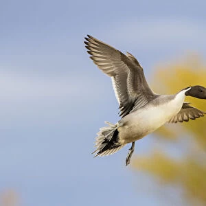 Northern Pintail (Anas acuta) duck landing