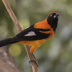 Orange-backed troupial