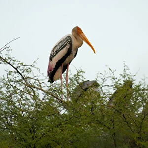 Painted stork (Mycteria leucocephala), Keoladeo National Park (Bharatpur bird sanctuary)