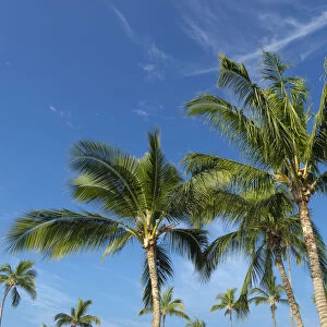 Palms on Waikoloa Beach, Anaeho omalu bay, Kona, Hawaii