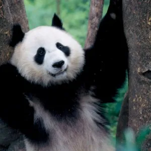 Animals Jigsaw Puzzle Collection: Wild