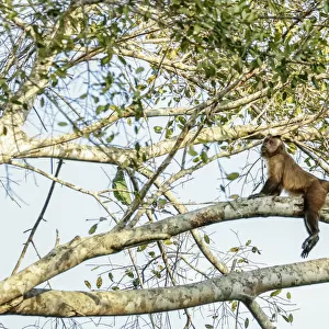 Pantanal, Mato Grosso, Brazil. Brown or black-capped, Pin or tufted monkey (Sapajus