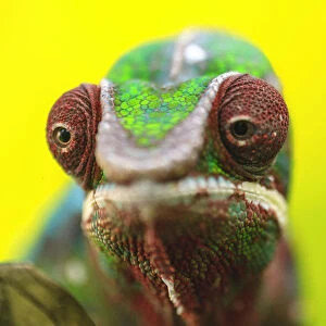 Panther Chameleon (Furcifer pardalis) Madagascar, Africa