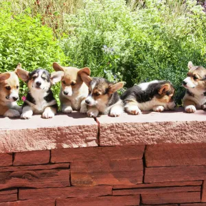 Charmoso Cão Pastor Inglês. Caminhando Com Cão Ao Ar Fresco Na Floresta.  Pembroke Tricolor Welsh Corgi Senta-se Em Florestas Foto de Stock - Imagem  de rainha, pastor: 210091436