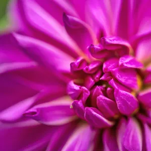 Peony, USA