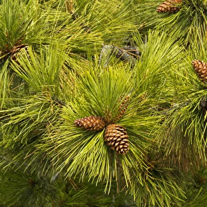 pine cones, close up, Deschutes National Forest, Oregon, USA