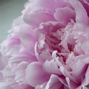 Pink Peony